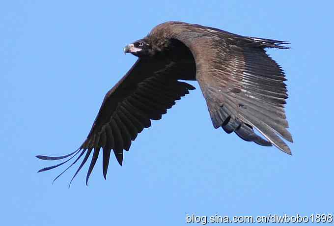 走近秃鹫：一段撼人心魄的拍摄经历