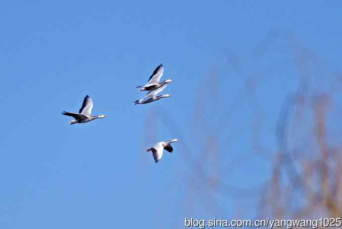 斑头雁（抓拍）15