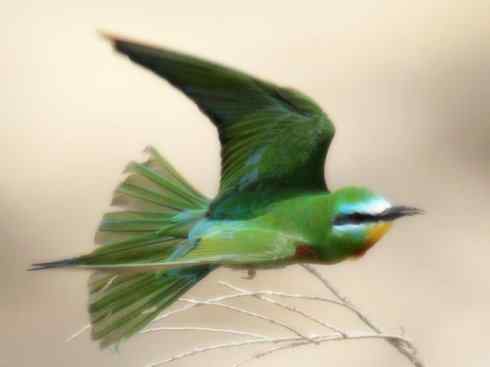 绝色攀禽：佛法僧目之蜂虎2