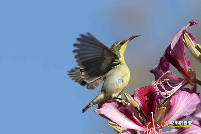 美丽邂逅鈥斺斪仙勰