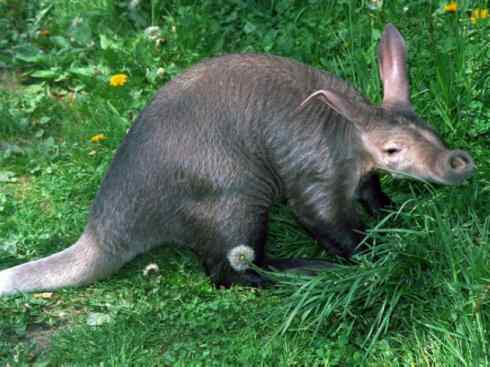 盘点十二大著名食蚁动物：土豚