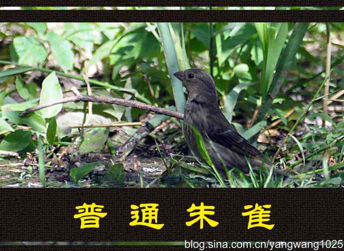 北京天坛公园的鸟类——普通朱雀（雌性）