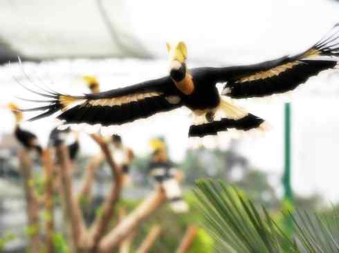 奇特的盔：盔犀鸟