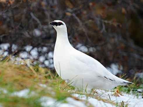 犬科：狐亚科之北极狐（雪鸮、雷鸟）