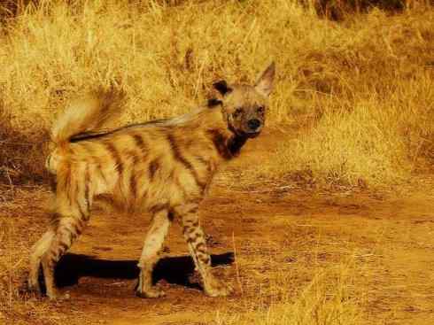 狈：传说的兽原型探秘（鬣狗）