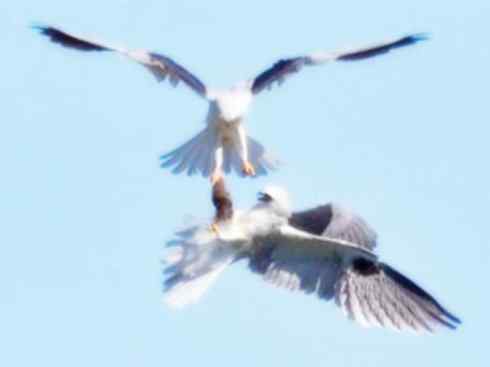 白头鸟系列：另类的美丽（白尾鸢）