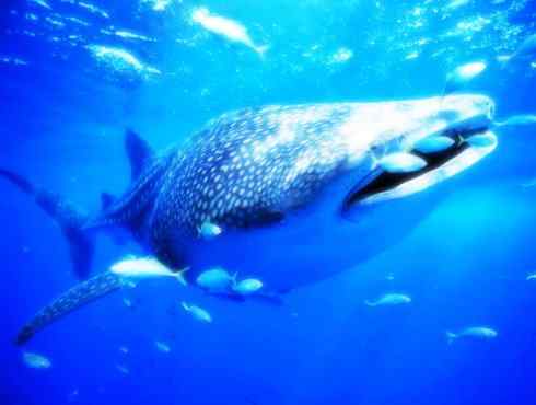 自然奇观：动物大迁徙(鲼)