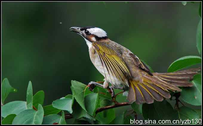 金海湖的鸟(2)鈥斺敯淄肺蹋ㄗ橥迹 金海湖的鸟(2)鈥斺敯淄肺蹋ㄗ橥迹