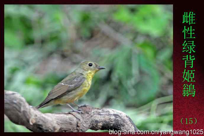 北京天坛公园的鸟类——雌性绿背姬鶲（15）