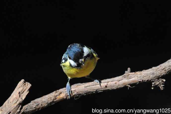 雄性黄腹山雀(2) 雄性黄腹山雀(2)