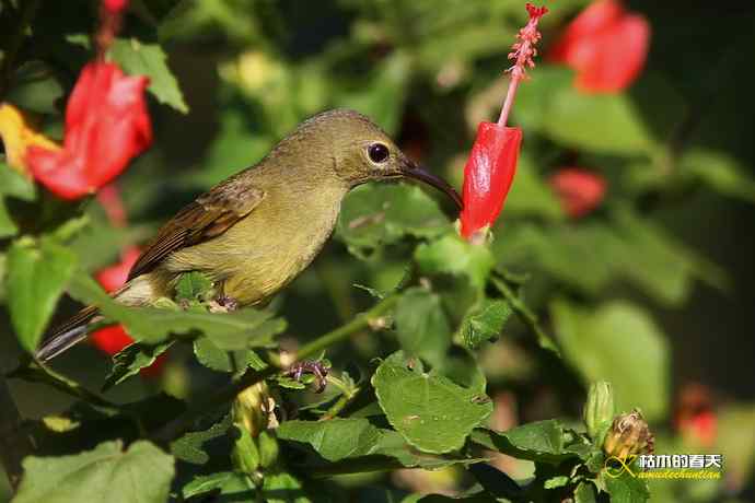 西双版纳拍鸟:黄腰太阳鸟 西双版纳拍鸟:黄腰太阳鸟