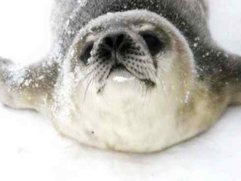 自然奇观：动物大迁徙(鳍足类)