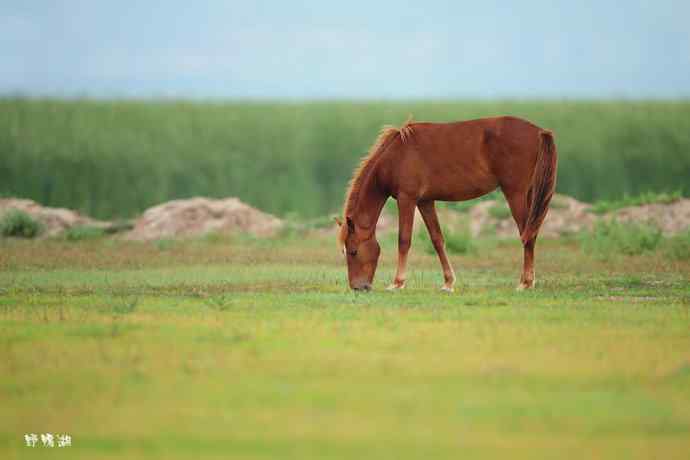 野鸭湖de黑卷尾