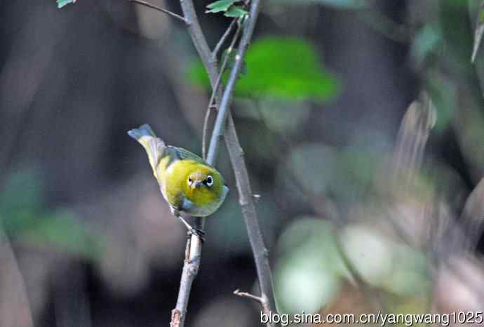 红胁绣眼鸟（1）