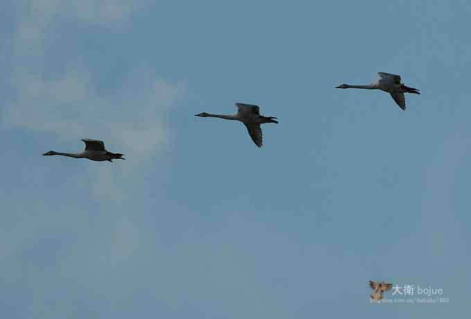 寻大鸨 wbr三百里加急走密城 寻大鸨 wbr三百里加急走密城