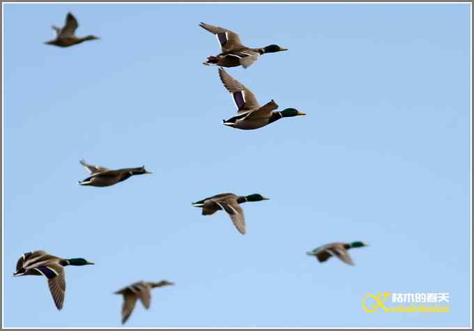 飞翔的鸟【照片】