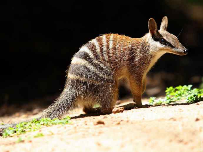 盘点十二大著名食蚁动物:袋食蚁兽 盘点十二大著名食蚁动物:袋食蚁兽