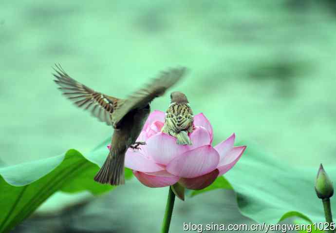 雀与荷 wbr4 雀与荷 wbr4