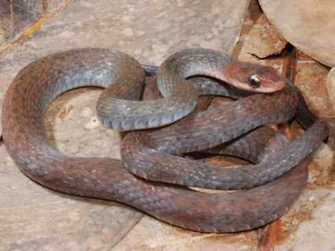 龙：传说的兽原型探秘（澳洲眼睛蛇类）