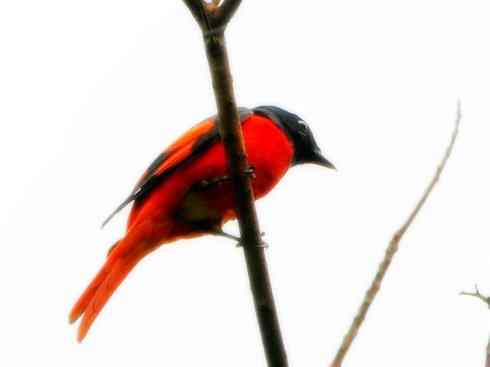 美丽无罪：雀鸟之山椒鸟