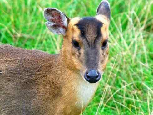 麒麟：传说的兽原型探秘（麂）