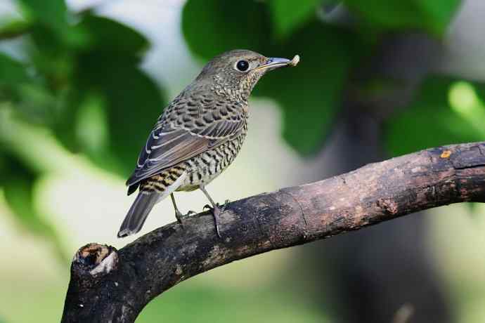 【新鸟】白喉矶鸫（雌）