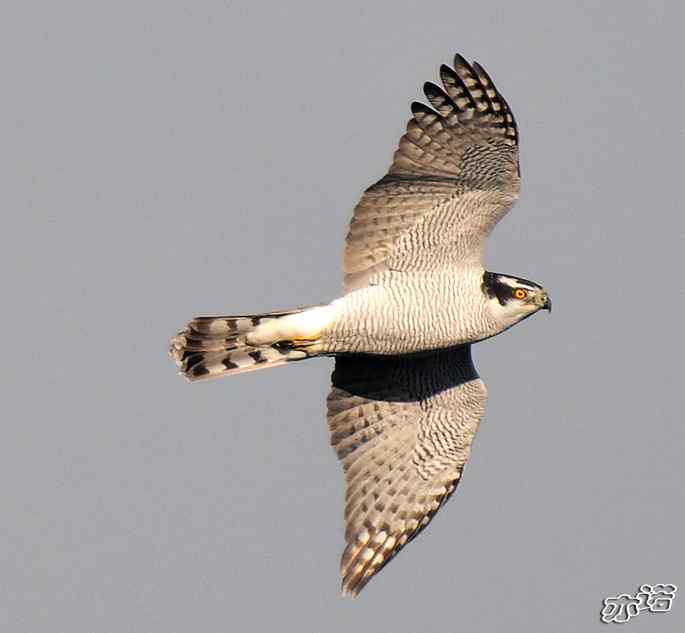 北京西山&nbsp;wbr路&nbsp;wbr苍鹰