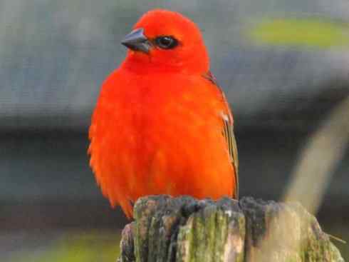 极品红色鸟类：红艳织雀