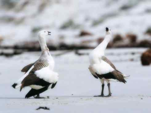 白头鸟系列：另类的美丽（斑胁草雁）