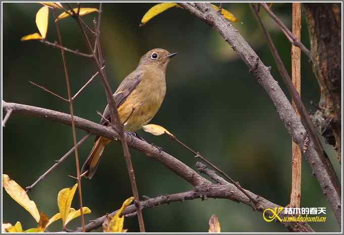 蓝额红尾鸲MM【照片】