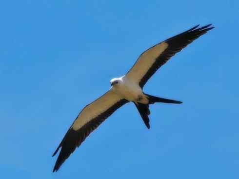 白头鸟系列：另类的美丽（燕尾鸢）