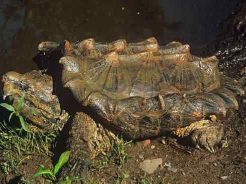 玄武：传说的兽原型探秘（鳄龟）