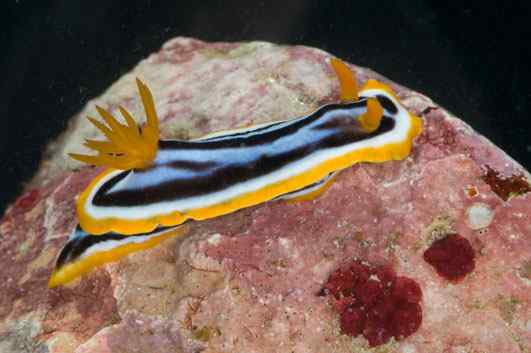 人类第一次完成海洋物种普查：23万种海洋生物