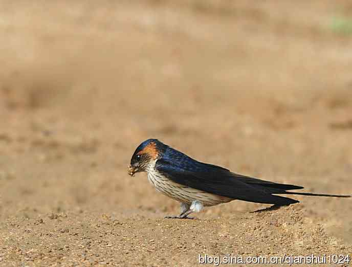 小燕子,穿花衣(金腰燕)
