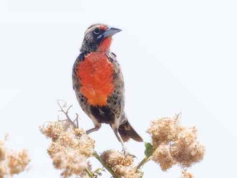 家禽驯化之源之三十二 家禽驯化之源之三十二