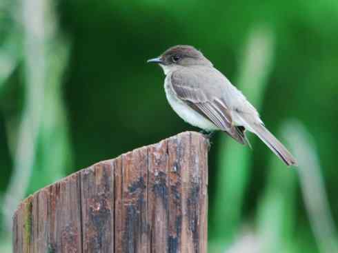 极品红色鸟类:朱红霸鶲 极品红色鸟类:朱红霸鶲