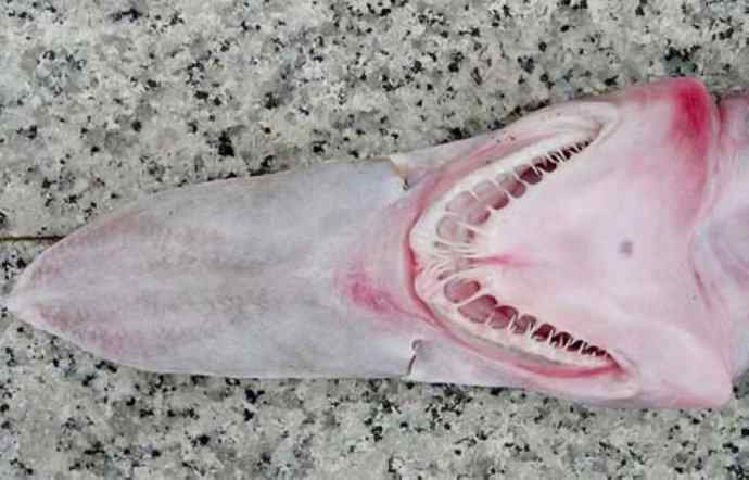 鱼类活化石：魔鬼鲨