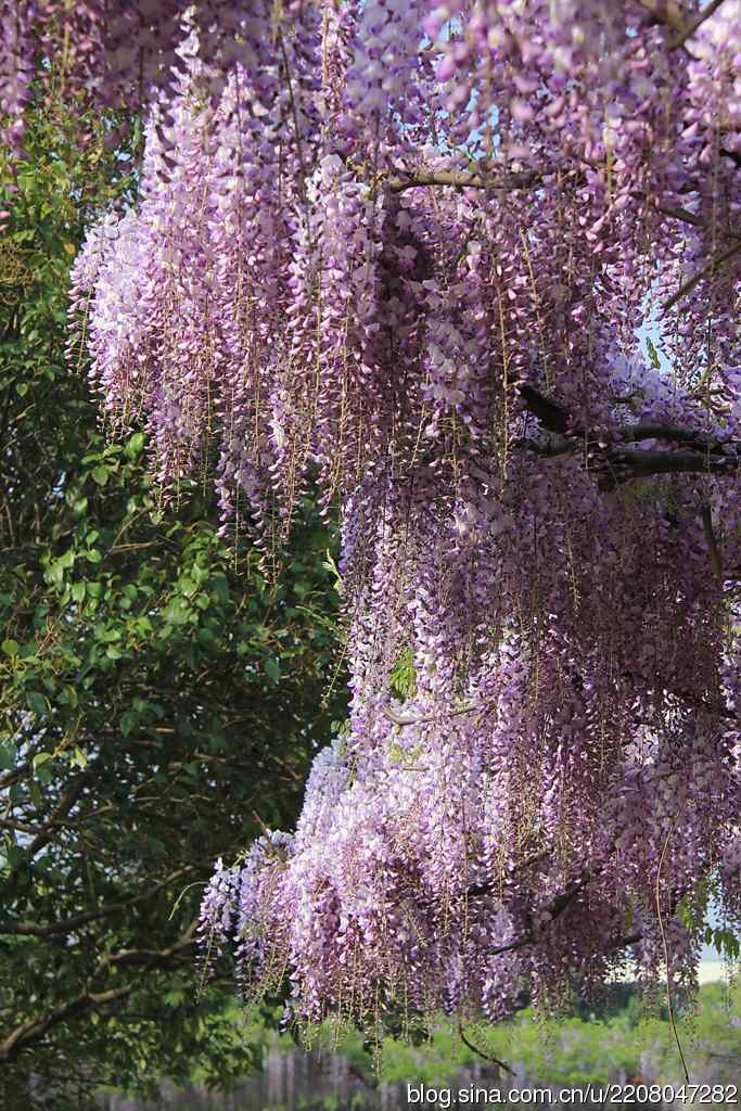 186.紫藤园