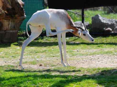 麒麟：传说的兽原型探秘（鹿羚）