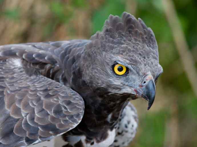 犬科：薮犬亚科非洲野犬属之非洲野犬