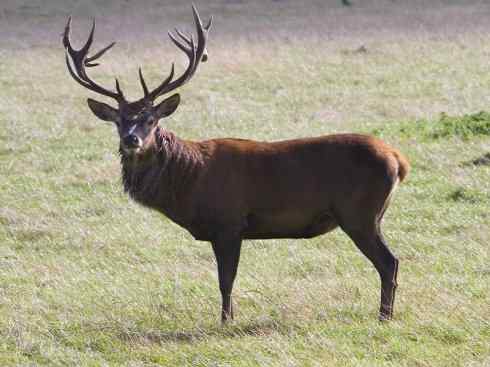 麒麟：传说的兽原型探秘（麋鹿）