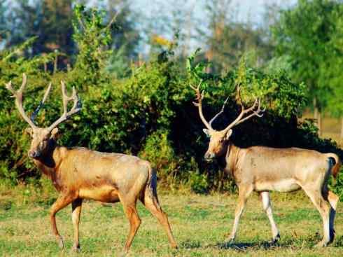麒麟：传说的兽原型探秘（麋鹿）