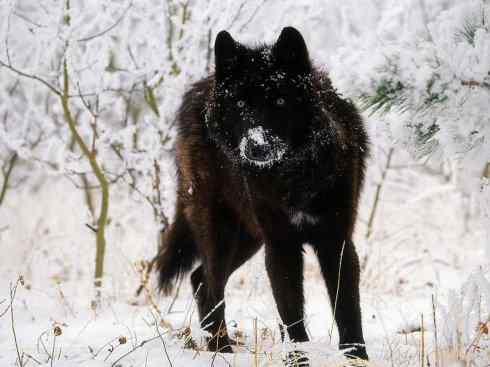 犬科：犬亚科犬属之灰狼