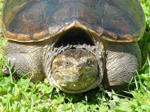 玄武：传说的兽原型探秘（鳄龟）