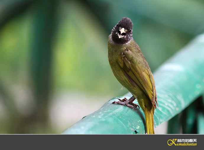领雀嘴鹎【照片】