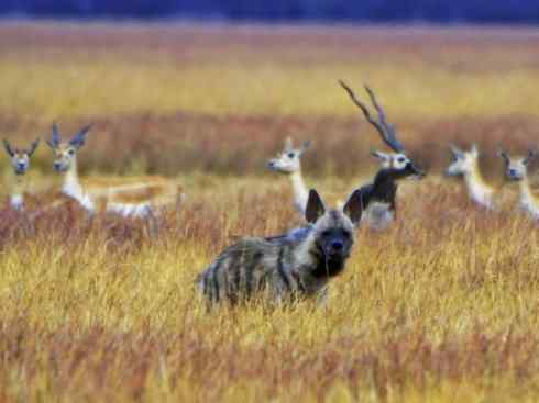 狈：传说的兽原型探秘（鬣狗）