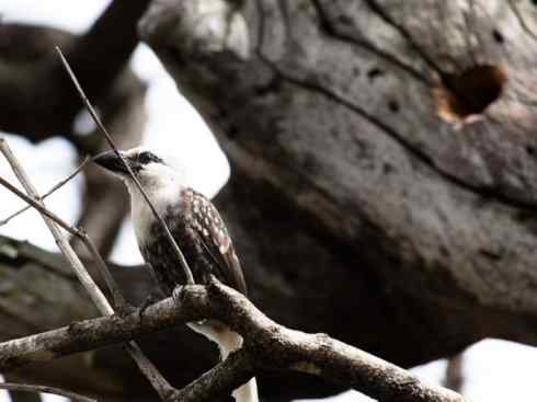 白头鸟系列:另类的美丽4 白头鸟系列:另类的美丽4