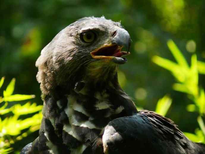犬科：薮犬亚科非洲野犬属之非洲野犬