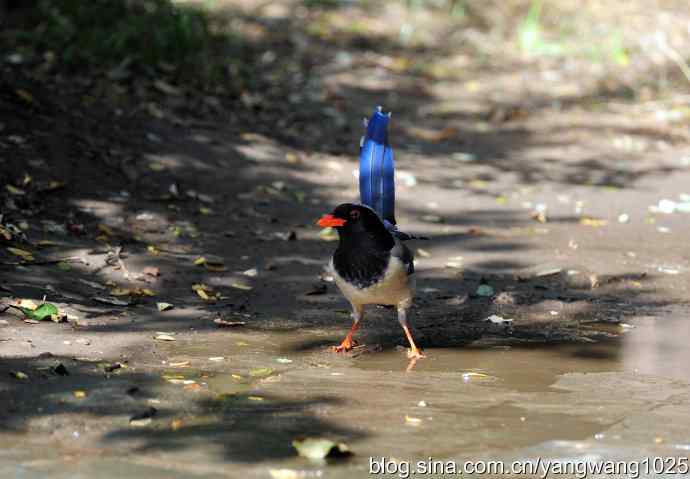 红嘴蓝鹊（5）
