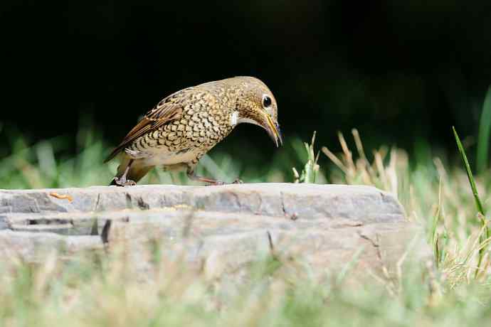 【新鸟】白喉矶鸫（雌）